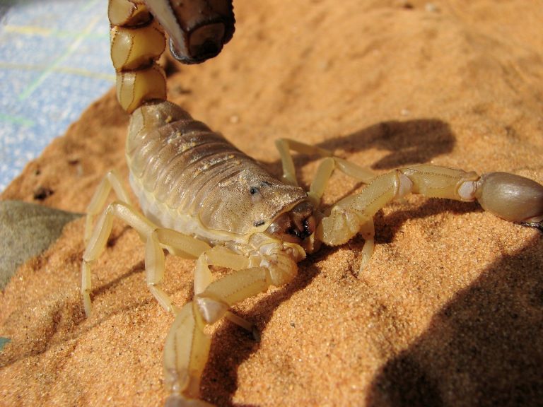 Scorpion sting in Puerto Vallarta
