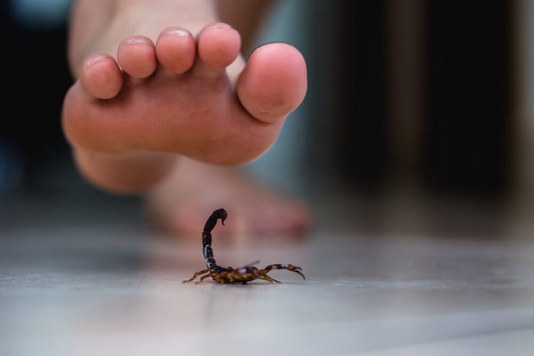 Symptoms Of A Scorpion Sting | Scorpion Bite Symptoms